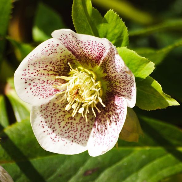 Helleborus Spring Promise Conny
