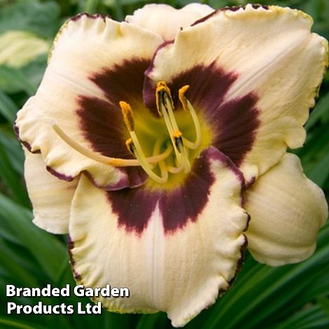 Hemerocallis Peach Pudding
