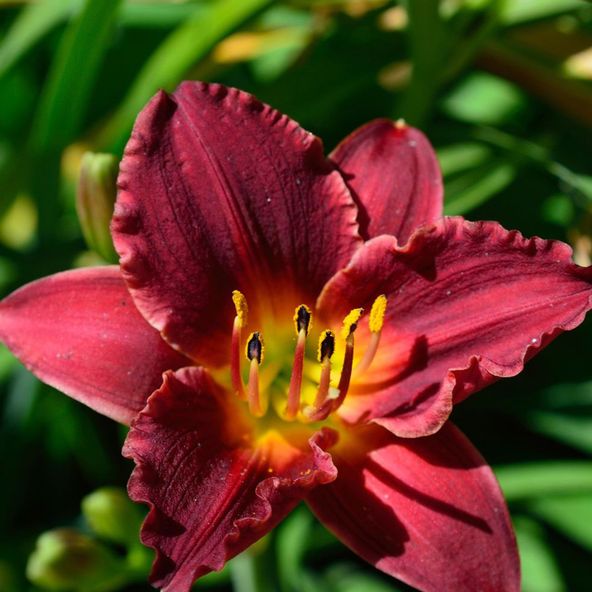 Hemerocallis Sammy Russell