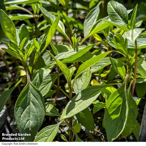 Basil Basilicious Thai-Zing F1 - Seeds