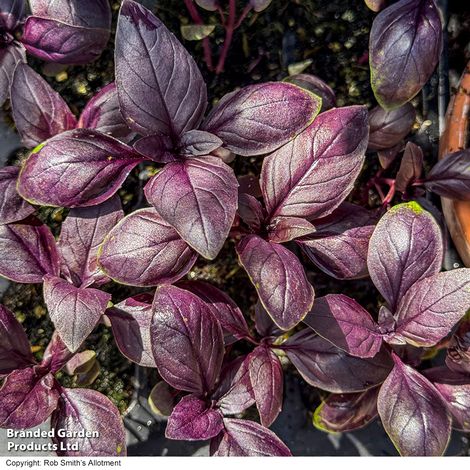 Basil Basilicious Velvet-Spice F1 - Seeds