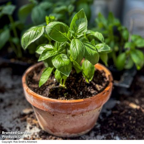 Basil Basilicious Verde-Sure F1 - Seeds