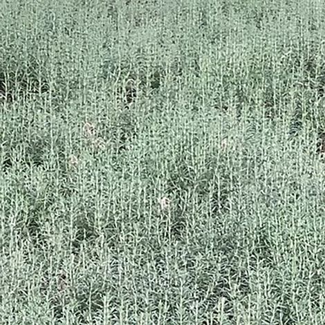 Rosemary 'Blue Lagoon'