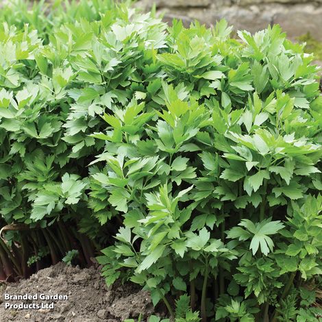 Lovage - Herb Seeds