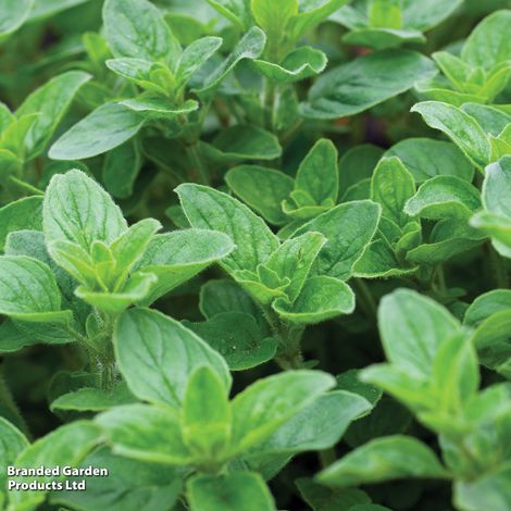 Oregano