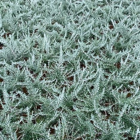 Rosemary 'Whitewater Silver'