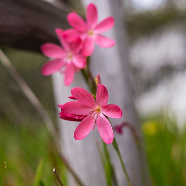 Hesperantha coccinea 'Sunrise'