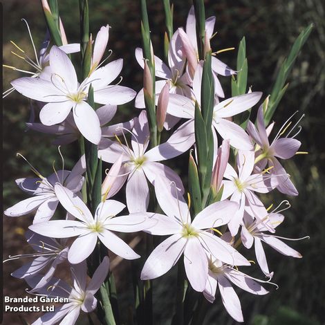 Hesperantha coccinea 'Pink Princess'