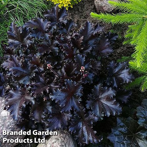 Heuchera Black Pearl