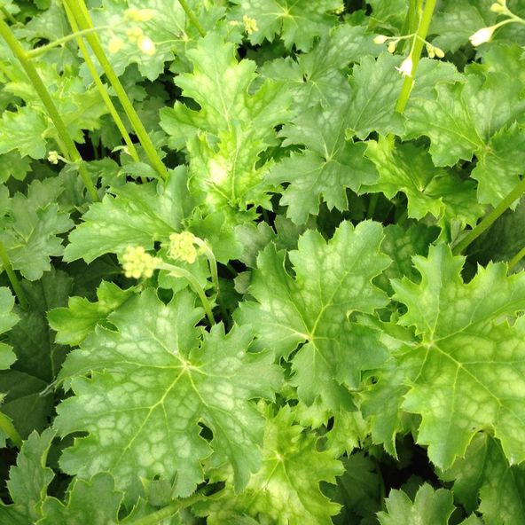 Heuchera Apple Crisp