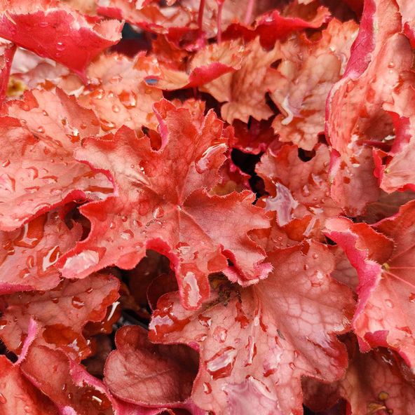 Heuchera 'Carnival Burgundy Blast'