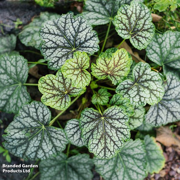 Heuchera Carnival Cocomint