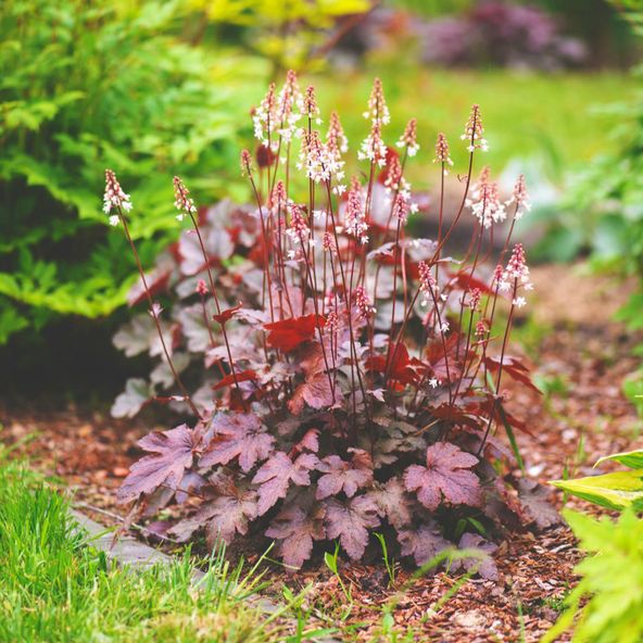 Heuchera Chocolate Ruffles