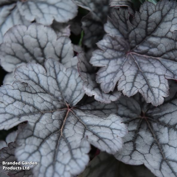 Heuchera 'Deep Night'