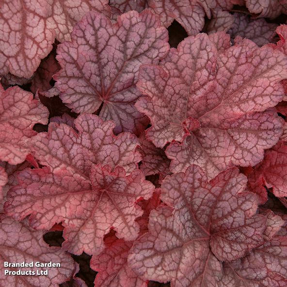 Heuchera 'Dusty Red'