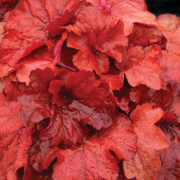 Heuchera Fire Alarm