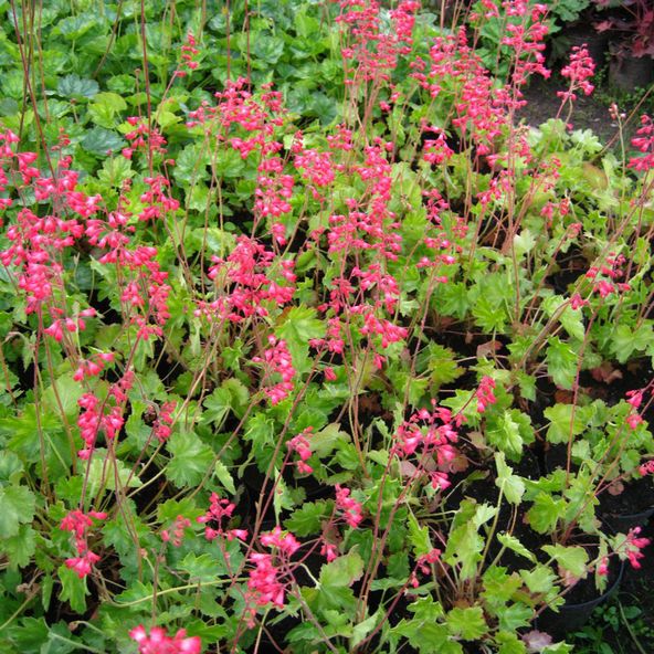 Heuchera Firefly