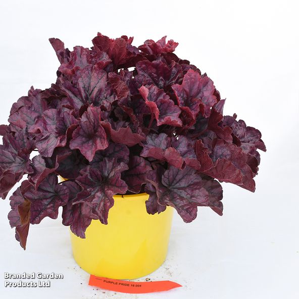 Heuchera 'Indigo Purple'