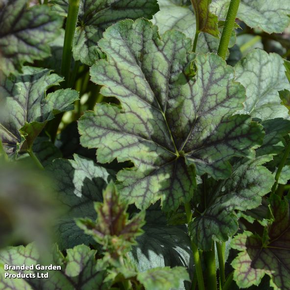Heuchera 'Jade Green'