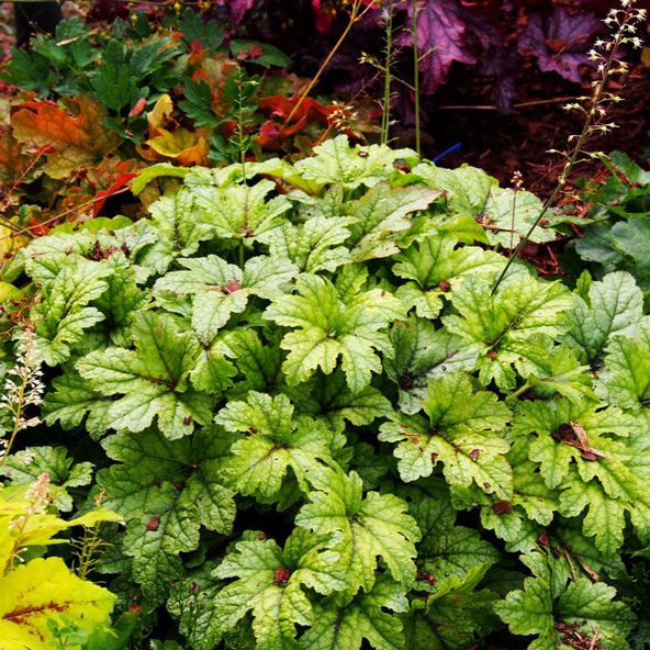 Heucherella 'Kimono'