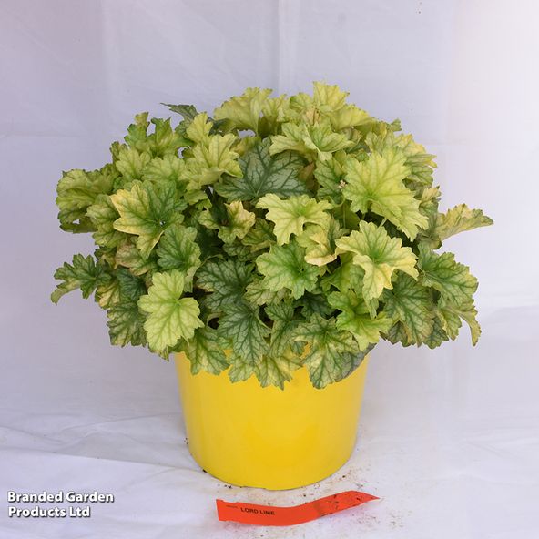 Heuchera 'Lime'