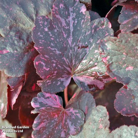 Heuchera Midnight Rose