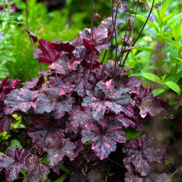 Heuchera Midnight Rose