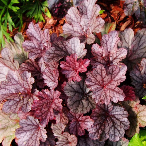 Heuchera 'Milan'
