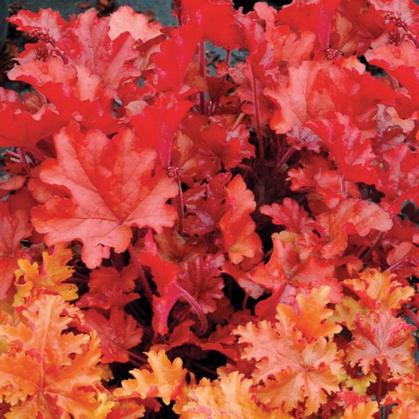 Heuchera Peach Flambe