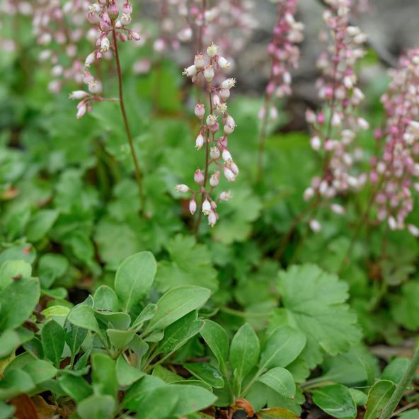 Heuchera pulchella