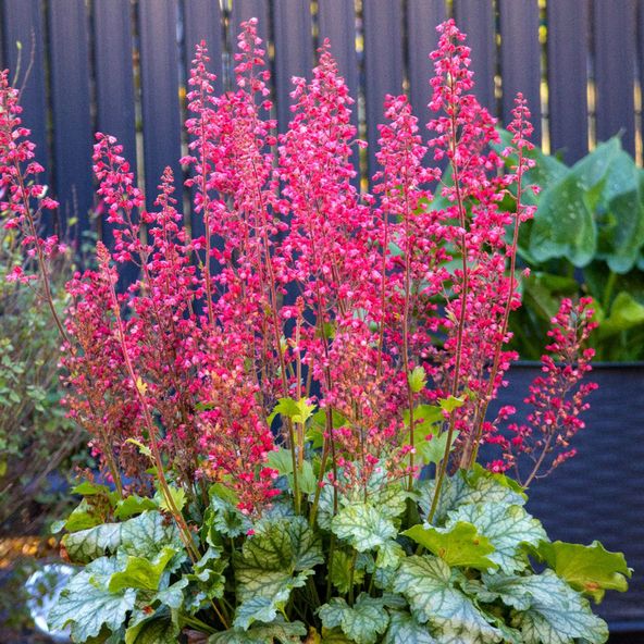 Heuchera sanguinea