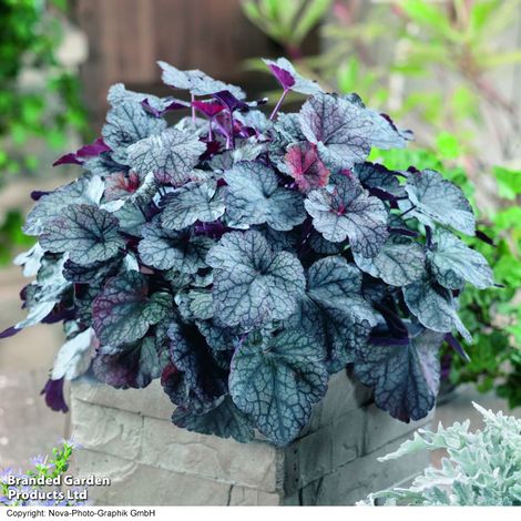 Heuchera 'Silver Scrolls'