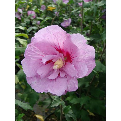 Buy Hibiscus Flower ~ Certified Organic » Gryffon Ridge