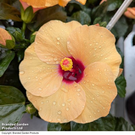 Hibiscus rosa sinensis 'HibisQs Adonicus Apricot'