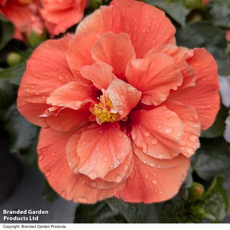 Hibiscus rosa sinensis HibisQs Adonicus Double Orange
