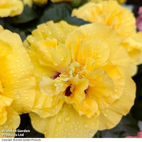 Hibiscus rosa sinensis HibisQs Adonicus Double Yellow