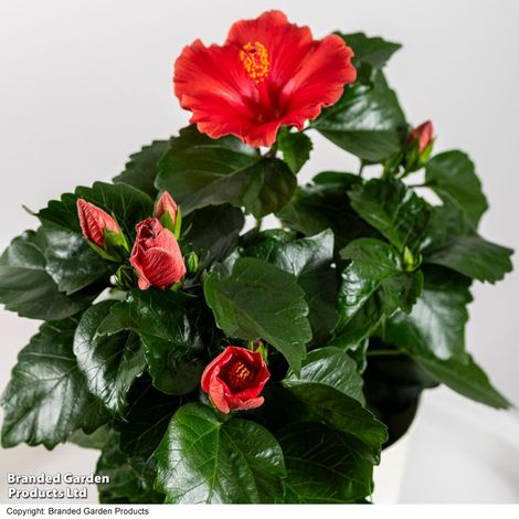Hibiscus rosa sinensis 'HibisQs Adonicus Volcano'
