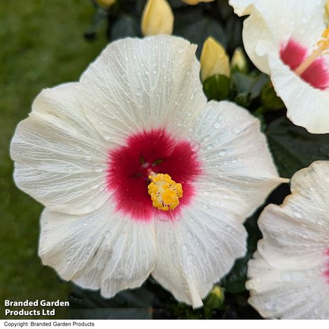 Hibiscus rosa sinensis 'HibisQs Adonicus White'