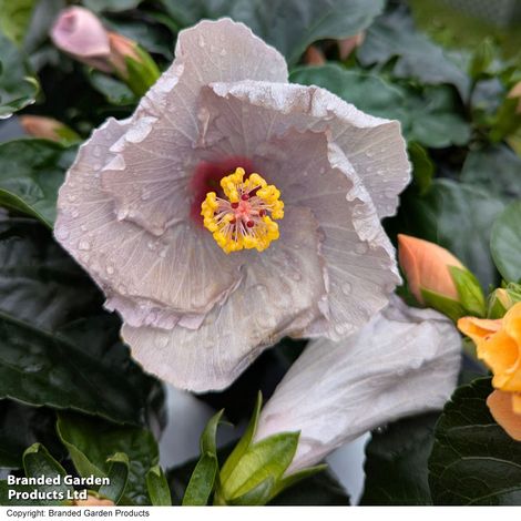 Hibiscus rosa sinensis 'HibisQs Cato'