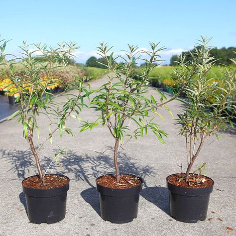 Hippophae rhamnoides Botanika