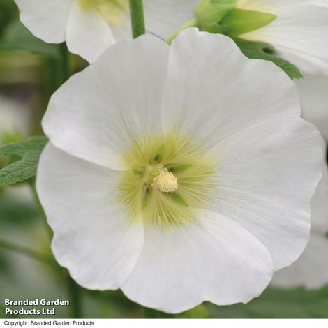 Hollyhock Halo White - Seeds
