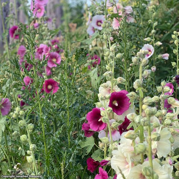 Hollyhock 'National Collection Mix' - Seeds