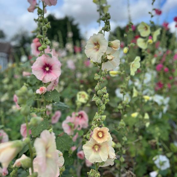 Hollyhock National Collection Mix - Seeds