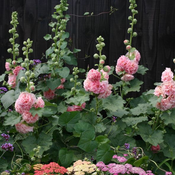 Hollyhock Peaches n Dreams - Seeds