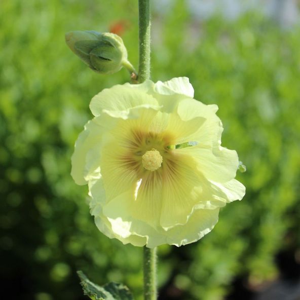 Hollyhock Sunshine