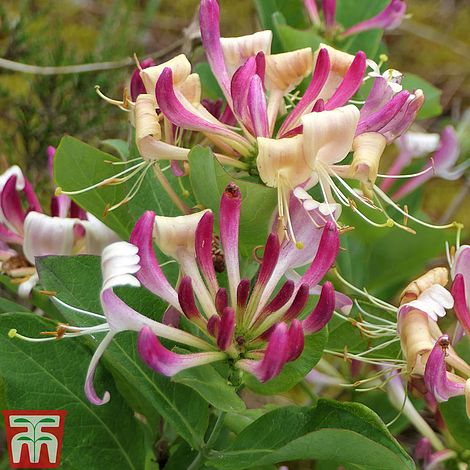 honeysuckle fragrant