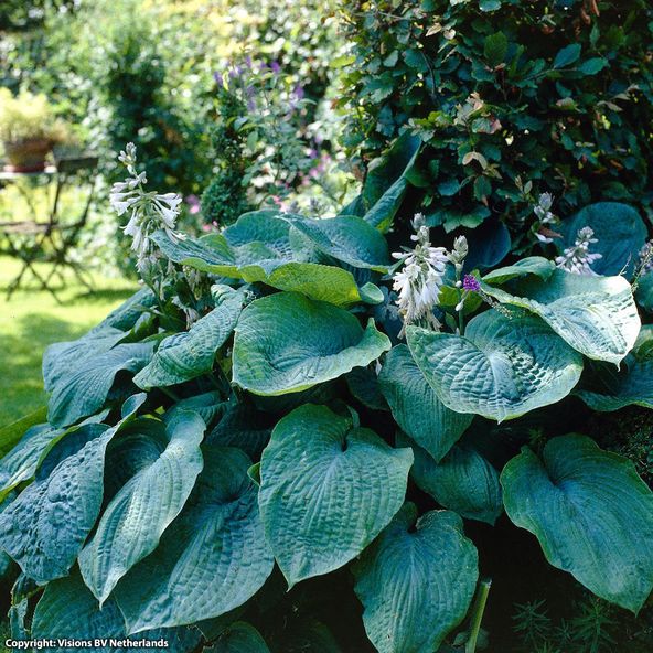Hosta Big Daddy