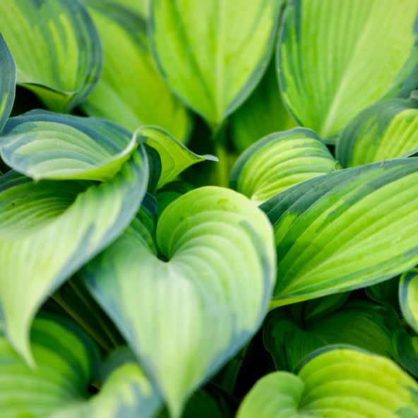 Hosta 'June'