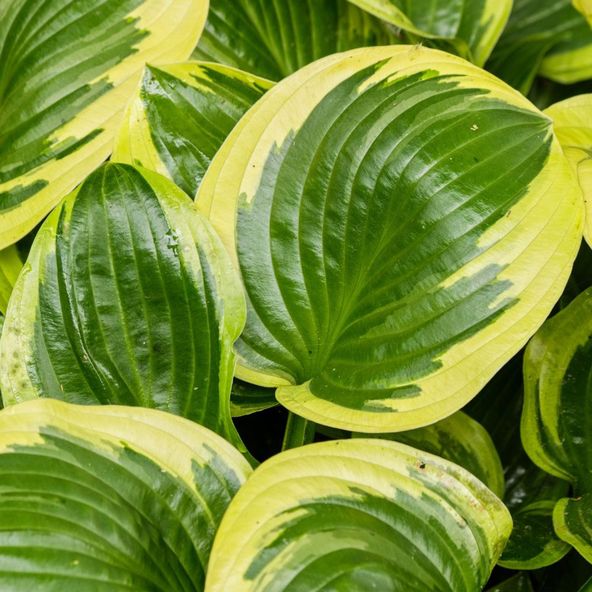 Hosta Queen Josephine
