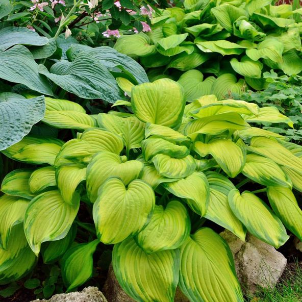 Hosta Stained Glass